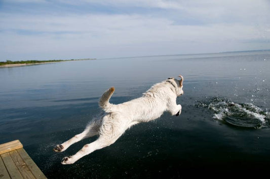 Taking Your Dog to Their Favorite Swimming Hole