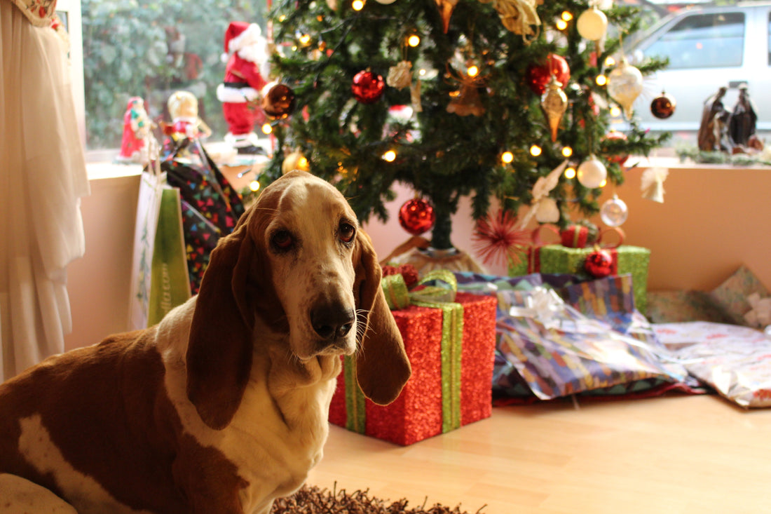 Keeping Your Furry Friends Safe During the Holidays
