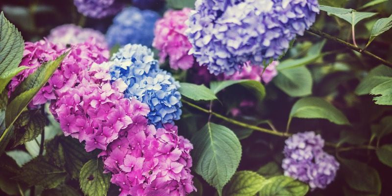 Popular Plants that May Be Harmful to Your Pets